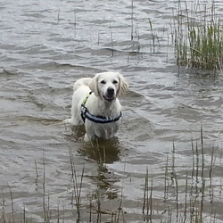 Alice er en ægte vandhund og vi finder ofte vej til sø eller strand.
